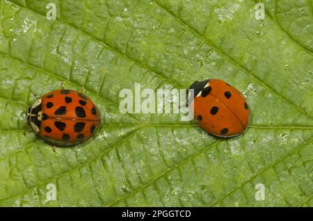 Seven-spott ladybird (Harmonia axyridis) (Coccinella septempunctata) introduced species, with adult seven-spot ladybird, Norfolk, England, United Stock Photo