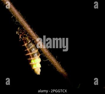 Common Glow-worm (Lampyris noctiluca) adult pair, mating, North Downs, Kent, England, United Kingdom Stock Photo