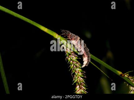 Common Glow-worm (Lampyris noctiluca) adult pair, mating, North Downs, Kent, England, United Kingdom Stock Photo