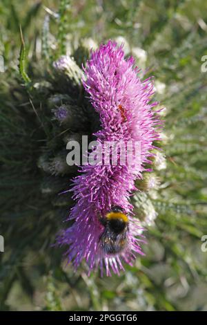 Marsh thistle (Cirsium palustre) close-up of fasciated flower, probably caused by late frost, with bumblebee (Bombus sp.) feeding, Powys, Wales Stock Photo