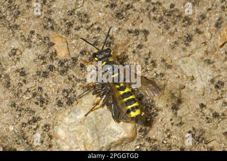 Sand knot wasp (Cerceris arenaria), Sand Knot Wasp, Digger Wasp, Digger Wasps, Other Animals, Insects, Animals, Weevil Wasp adult, with beetle prey Stock Photo