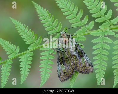Green Arches (Anaplectoides prasina) adult, resting on Lady Fern (Anthyrium filix-femina) with Wood Ant (Formica sp.), Cannobina Valley, Italian Stock Photo