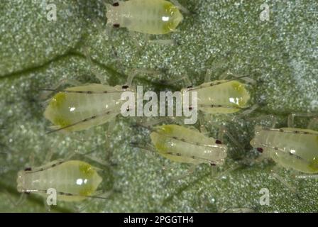 Greenhouse potato aphid, Aulacorthum solani, infestation on kitchen herb, coriander, leaf Stock Photo