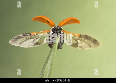Seven-spot Ladybird (Coccinella septempunctata) adult, opening wings, taking off from daffodil leaf, Leicestershire, England, United Kingdom Stock Photo