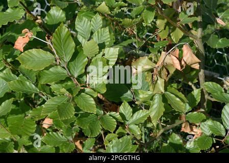 Woolly beech (Fagus sylvatica) aphid, Phyllaphis fagi, damage to shoots of young copper beech, hedge, Berkshire, England, United Kingdom Stock Photo