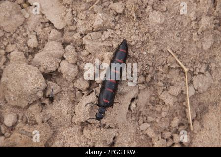 Berberomeloe majalis, Other animals, Insects, blister beetle (Meloidae), Animals, Red-striped Oil Beetle, Meloe majalis Stock Photo