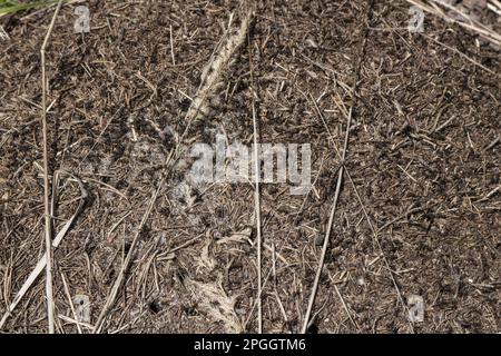 Great Red Wood Ant, Great Red Wood Ants, Other animals, Insects, Animals, Ants, Wood Ants on nest mound made in pine forest, Bulgaria Stock Photo