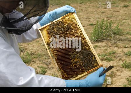 Beekeeper inspects brood frame showing worker honeybees tending larval cells Stock Photo