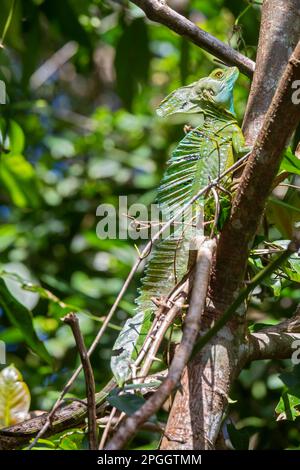 Tortuguero National Park, Costa Rica, A male Emerald basilisk . It is commonly called the Jesus Christ Lizard (Basiliscus plumifrons) because young Stock Photo