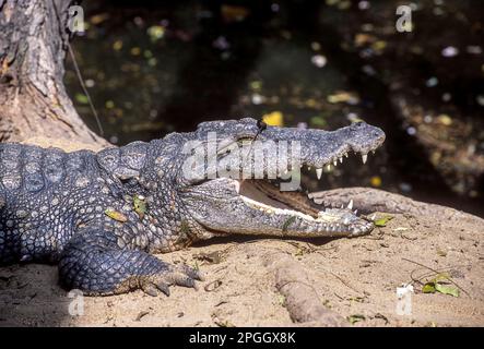 Reptile Mugger or marsh crocodile (Crocodylus palustris) in Madras Crocodile Bank near Chennai, Tamil Nadu, South India, India, Asia Stock Photo