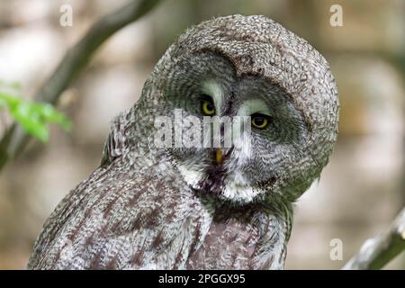 Little Owl (Strix nebulosa), in captivity Stock Photo