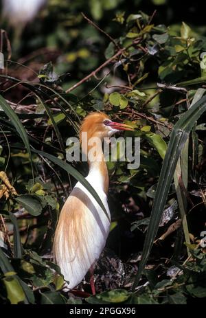 Close up of a Cattle Egret (Bubulcus ibis) in Ranganthittu Ranganathittu bird sanctuary near Mysuru Mysore, Karnataka, South India, India, Asia Stock Photo