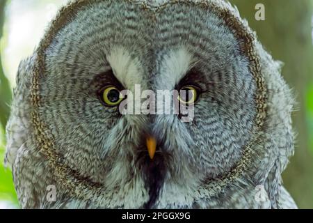 Little Owl (Strix nebulosa), in captivity Stock Photo