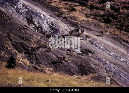 The Nilgiri Tahr (Nilgiritragus hylocrius) in Rajamalai (Eravikulam) National Park, Munnar, Kerala, India, Asia. Wild Life, Blue Sky, Western Ghats Stock Photo