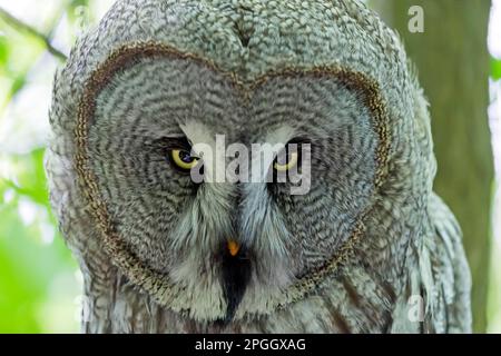 Little Owl (Strix nebulosa), in captivity Stock Photo