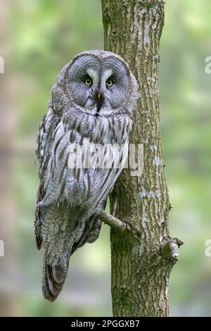 Little Owl (Strix nebulosa), in captivity Stock Photo