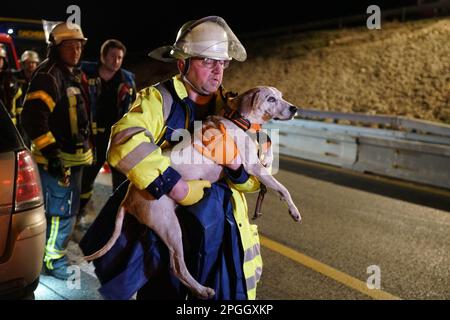 22 March 2023, Baden-Württemberg, Mühlhausen im Täle: A rescuer carries a dog after an accident on the A8. A drunk wrong-way driver has been seriously injured in an accident on the A8 near Mühlhausen im Täle (Göppingen district). Four dogs sitting in his car were also seriously injured on Wednesday night, according to police on Thursday night. One dog died at the scene of the accident. (to dpa 'Car crashes into truck on A8 - wrong-way driver and dogs seriously injured') Photo: Woelfl/SDMG/dpa Stock Photo