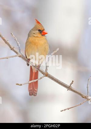 Northern Cardinal female perched on the tree branch, Quebec, Canada Stock Photo