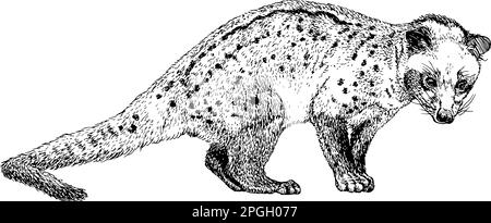 Hand drawn realistic sketch of asian palm civet or toddy cat, vector illustration Stock Vector
