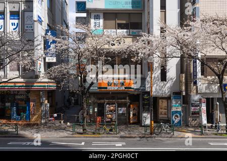 Tokyo, Japan. 22nd Mar, 2023. View of blooming cherry trees in Tokyo. The traditional Cherry tree blooming season reaches its peak on March 23rd this year. For the first time after the Covid-19 pandemic, picnics are allowed in public parks where people can enjoy themselves together in large crowds. Credit: SOPA Images Limited/Alamy Live News Stock Photo