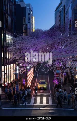 Tokyo, Japan. 22nd Mar, 2023. Illuminated blooming Sakura trees in central Tokyo at night. The traditional Cherry tree blooming season reaches its peak on March 23rd this year. For the first time after the Covid-19 pandemic, picnics are allowed in public parks where people can enjoy themselves together in large crowds. Credit: SOPA Images Limited/Alamy Live News Stock Photo