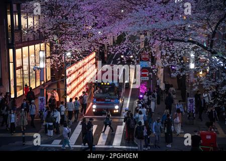 Tokyo, Japan. 22nd Mar, 2023. Illuminated blooming Sakura trees in central Tokyo at night. The traditional Cherry tree blooming season reaches its peak on March 23rd this year. For the first time after the Covid-19 pandemic, picnics are allowed in public parks where people can enjoy themselves together in large crowds. Credit: SOPA Images Limited/Alamy Live News Stock Photo