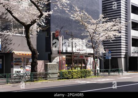 Tokyo, Japan. 22nd Mar, 2023. View of blooming cherry trees in Tokyo. The traditional Cherry tree blooming season reaches its peak on March 23rd this year. For the first time after the Covid-19 pandemic, picnics are allowed in public parks where people can enjoy themselves together in large crowds. (Photo by Stanislav Kogiku/SOPA Images/Sipa USA) Credit: Sipa USA/Alamy Live News Stock Photo