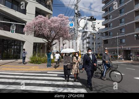 Tokyo, Japan. 22nd Mar, 2023. View of blooming cherry trees in Tokyo. The traditional Cherry tree blooming season reaches its peak on March 23rd this year. For the first time after the Covid-19 pandemic, picnics are allowed in public parks where people can enjoy themselves together in large crowds. (Photo by Stanislav Kogiku/SOPA Images/Sipa USA) Credit: Sipa USA/Alamy Live News Stock Photo