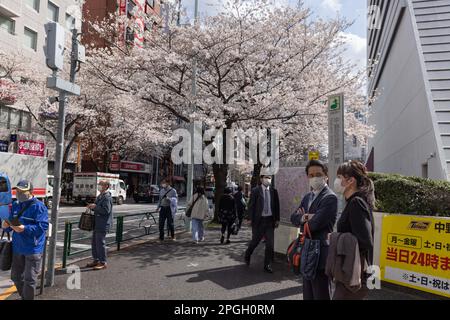 Tokyo, Japan. 22nd Mar, 2023. View of blooming cherry trees in Tokyo. The traditional Cherry tree blooming season reaches its peak on March 23rd this year. For the first time after the Covid-19 pandemic, picnics are allowed in public parks where people can enjoy themselves together in large crowds. (Photo by Stanislav Kogiku/SOPA Images/Sipa USA) Credit: Sipa USA/Alamy Live News Stock Photo