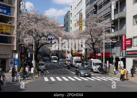 Tokyo, Japan. 22nd Mar, 2023. View of blooming cherry trees in Tokyo. The traditional Cherry tree blooming season reaches its peak on March 23rd this year. For the first time after the Covid-19 pandemic, picnics are allowed in public parks where people can enjoy themselves together in large crowds. (Photo by Stanislav Kogiku/SOPA Images/Sipa USA) Credit: Sipa USA/Alamy Live News Stock Photo