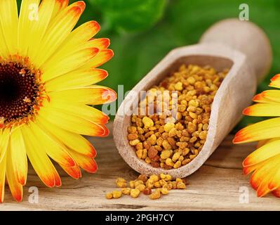 close up of bee pollen, also known as bee bread in spice scoop with yellow flower on wooden background, Stock Photo