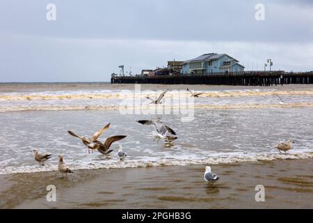 Santa Barbara, California, USA. 22nd Mar, 2023. Stearn's Wharf ''” Santa Barbara's historic pier, with sea gulls fishing in the stormy seas, during the March 22 .'Atmospheric river'' storm that has shaken the Pacific Ocean coast line. Credit: ZUMA Press, Inc./Alamy Live News Stock Photo