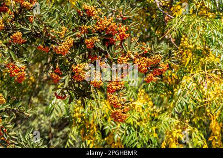 Ripe orange berries of Pyracantha Firethorns on the blurred background close up Stock Photo