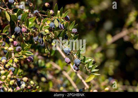 Blue Myrtus communis berries close up on the blurred background Stock Photo