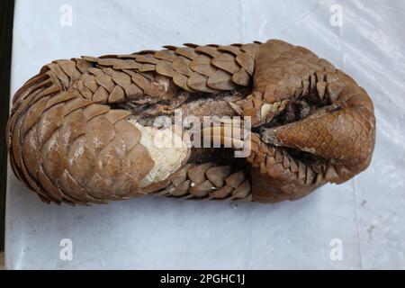 Overhead ventral view of a dry out dead Indian pangolins body.The Indian pangolin died from a natural cause, the locals found the body after a few wee Stock Photo