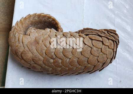 Overhead view of scales texture of a dead Indian pangolins body. This Indian pangolin died from a natural cause, and the locals found the dry out dead Stock Photo