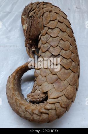 Vertical view of a dead Indian pangolins body on a table. This Indian pangolin died from a natural cause, and the locals found the dry out dead body a Stock Photo