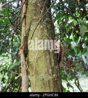 A staring Garden lizard (Calotes Versicolor) in the breeding season with bright red throat and yellow coloration is on the side of a Papaya tree stem Stock Photo