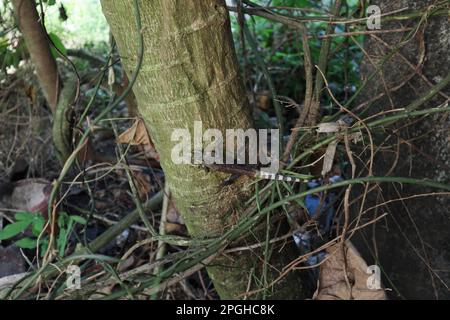 High angle view of a Garden lizard dorsal view in the breeding season sitting on a papaya stem, view, including forehead and top skin scales surface v Stock Photo