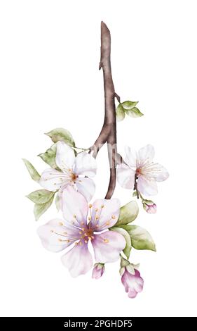 Watercolor light pink cherry blossoms blooming on the branches. Cherry blossom and leaves branch bouquet vector isolated on white background. Suitable Stock Vector