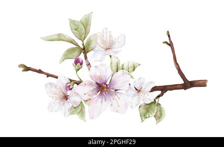 Watercolor light pink cherry blossoms blooming on the branches. Cherry blossom and leaves branch bouquet vector isolated on white background. Suitable Stock Vector