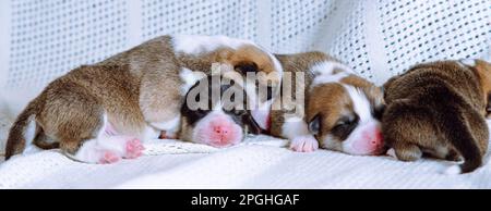 Portrait of four sweet two-month-old puppies of dog pembroke welsh corgi dreaming sleeping in different poses on white cotton plaid. Pet love, pet Stock Photo