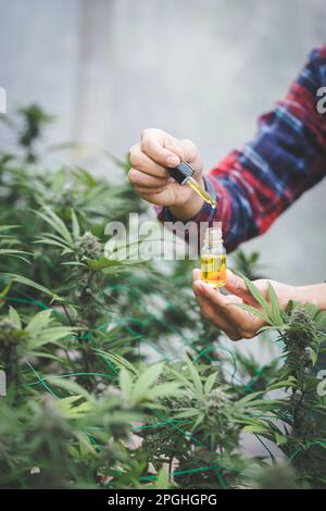 Hand holding Pipette with cannabis oil against Cannabis plant, CBD Hemp oil, medical marijuana oil concept Stock Photo