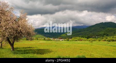 countryside scenenry with apple tree in blossom. rural scenery of carpathian mountains. sunny day with clouds on the sky Stock Photo