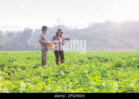 Farmers survey growth and quality using digital smart tablets to record data. Concept : Research and study problems in agriculture. Agronomist.Smart F Stock Photo