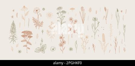 Meadow flowers. Set of hand drawn field wildflowers. Vector illustration in sketch style Stock Vector