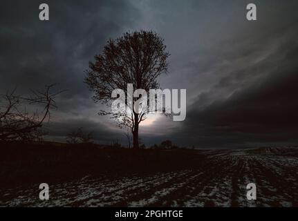 lone tree on field in winter with cloudy sky in the background Stock Photo