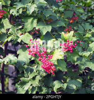 Viburnum bush with red berries on the branches. Soft selective focus Stock Photo