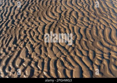 Ripple marks on the Dutch North Sea coast. Wavy structure in the sand at low tide Stock Photo