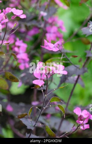 Honesty, Annual Honesty, Moonwort, Money Plant, Lunaria annua, purple flowers Stock Photo